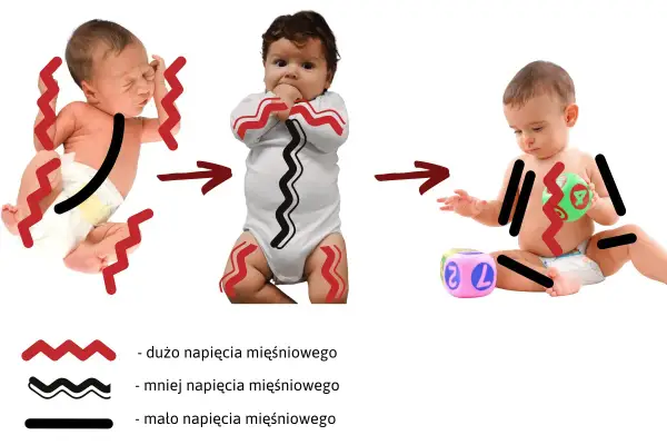 Trzy etapy rozwoju niemowlęcia: od wzmożonego napięcia mięśniowego, przez zmniejszone, aż do swobodnych ruchów.